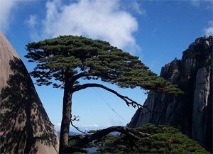 the Pine Tree on the Yellow Mountains