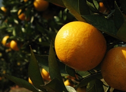 Changxing Isle Citrus