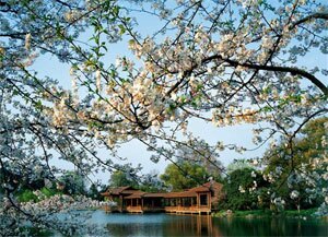 Spring View of The West Lake