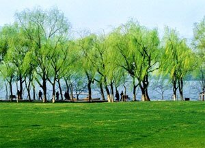 Willows of The West Lake
