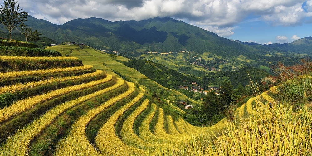 Longji Terraced Field in Summer